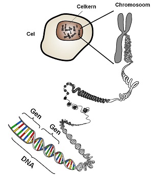 DNA_genen_chromosomen_KLEIN
